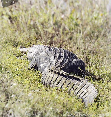 Image of Florida Alligator