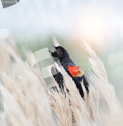 Image of Red Winged Blackbird