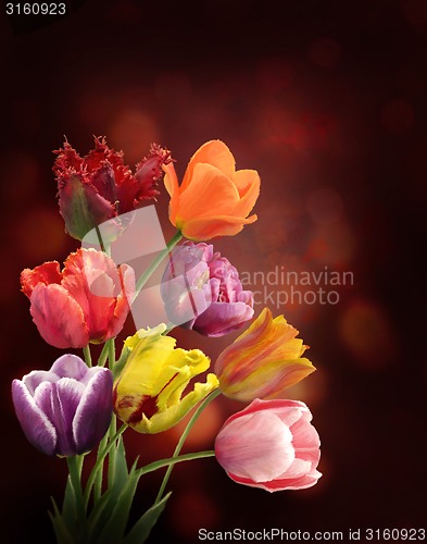 Image of Tulips On Dark Background