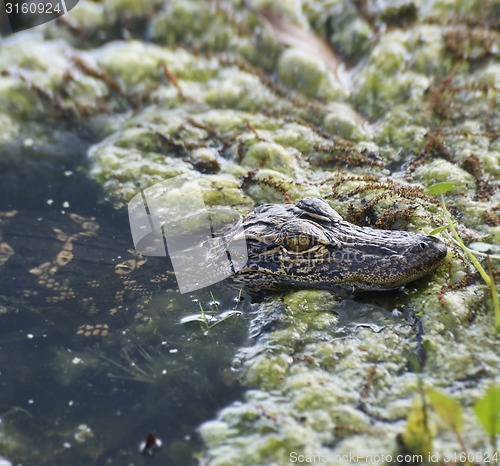 Image of Baby Alligator