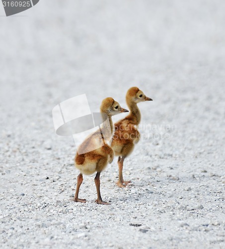 Image of Sandhill Crane Chicks 