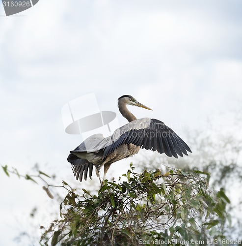 Image of Great Blue Heron