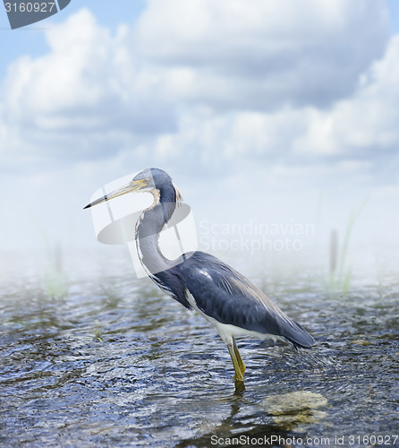 Image of Tricolored Heron