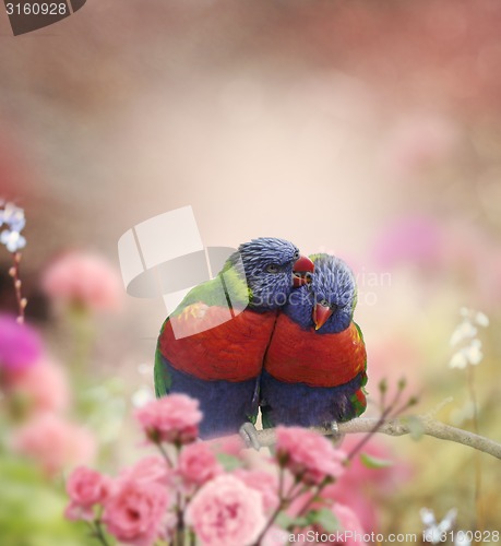 Image of Rainbow Lorikeets