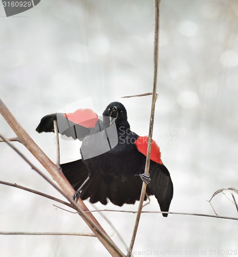 Image of Singing Red Wing Blackbird