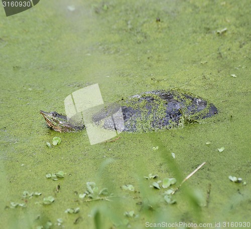 Image of Florida Soft Shell Turtle