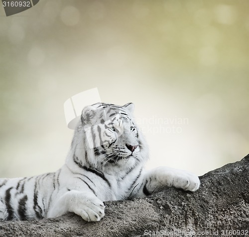 Image of White Tiger