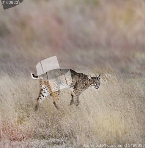 Image of  Young Bobcat