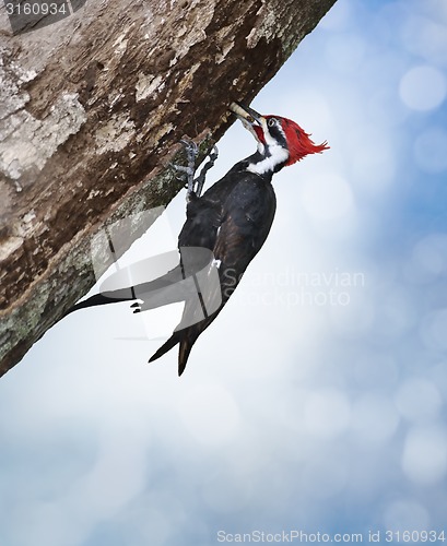 Image of Pileated Woodpecker