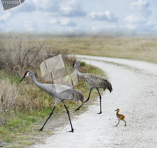 Image of Sandhill Cranes Family