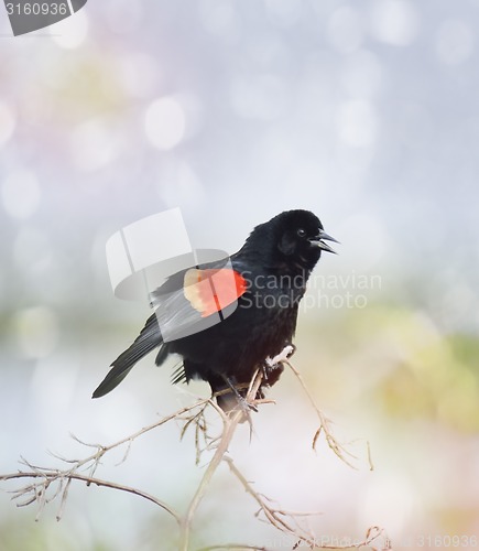 Image of Singing Red Wing Blackbird