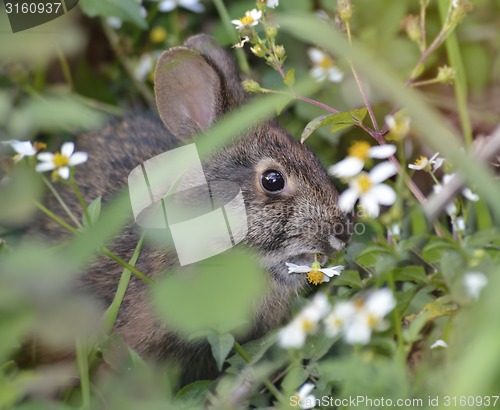 Image of Wild Rabbit