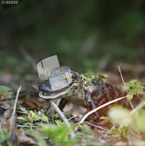 Image of Baby Alligator