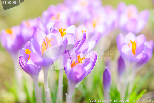Image of Fragile and gentle violet crocus spring flowers