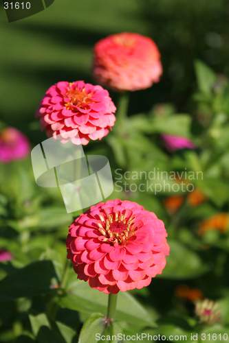 Image of Zinnia