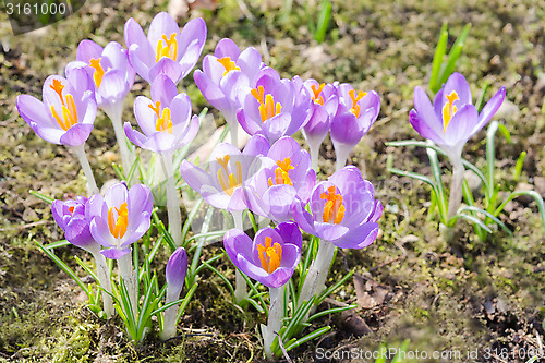 Image of Spring crocuses flowers on sunshine meadow