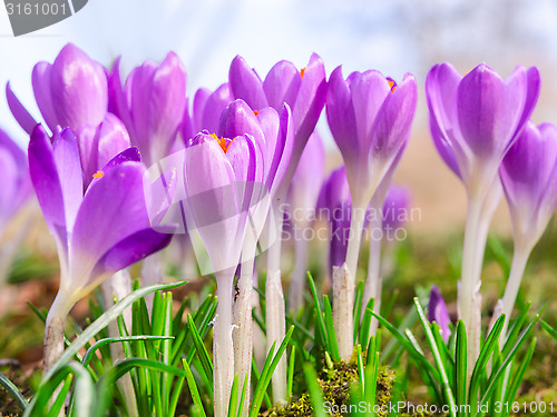 Image of Beautiful spring blooming purple crocus flowers