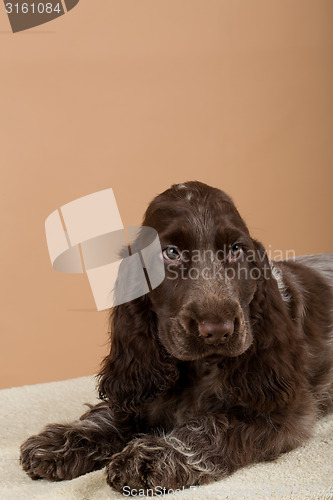 Image of portrait of english cocker spaniel