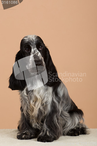 Image of portrait of english cocker spaniel