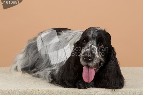 Image of portrait of english cocker spaniel