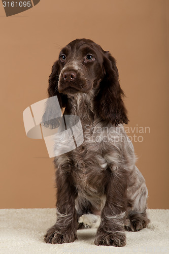 Image of portrait of english cocker spaniel
