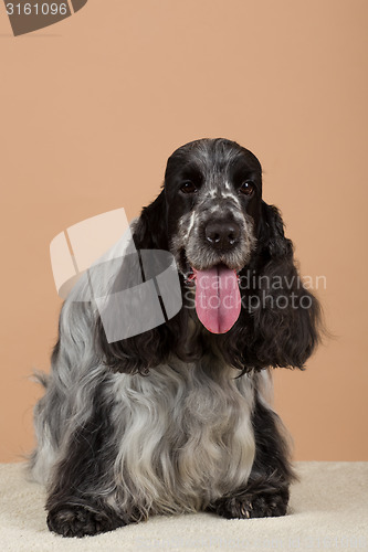 Image of portrait of english cocker spaniel