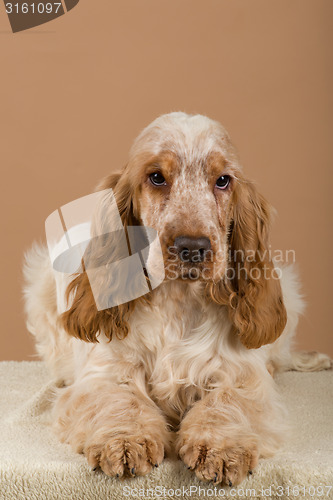 Image of portrait of english cocker spaniel