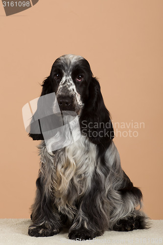 Image of portrait of english cocker spaniel