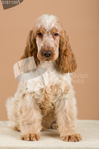 Image of portrait of english cocker spaniel