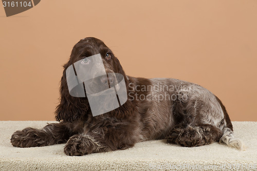 Image of portrait of english cocker spaniel