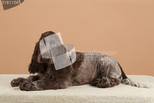 Image of portrait of english cocker spaniel