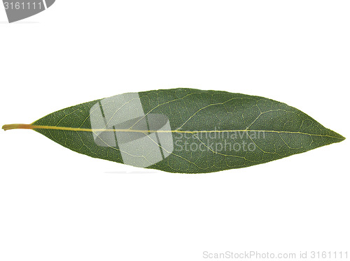 Image of Laurel Bay tree leaf isolated