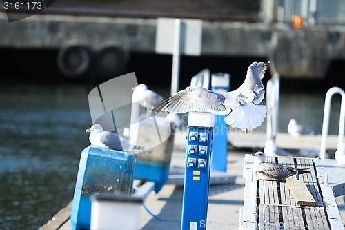 Image of Sea Gulls