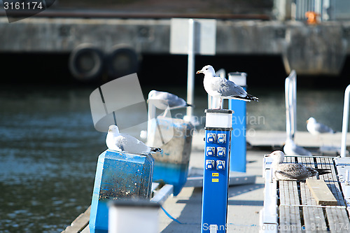 Image of Sea Gulls