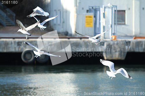 Image of Sea Gulls