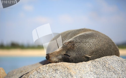 Image of Sleepy Fur Seal