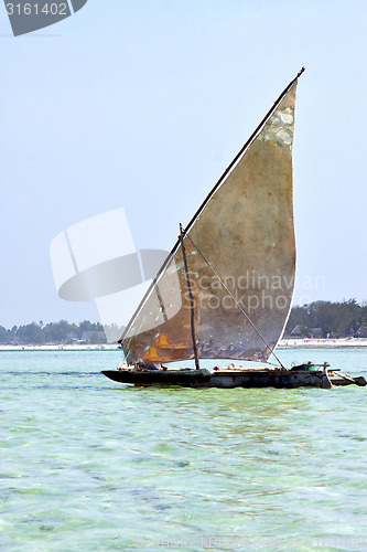 Image of beach    zanzibar seaweed  