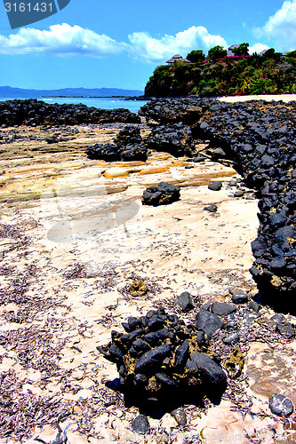 Image of andilana  seaweed in indian ocean   rock