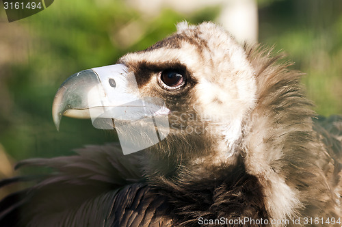 Image of Vulture