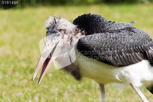 Image of Marabou stork