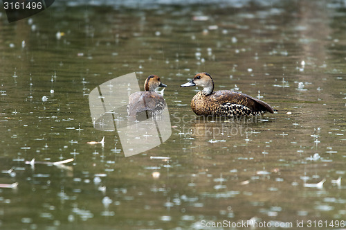 Image of Two ducks