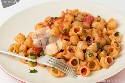 Image of Macaroni shells with arrabbiata tomato sauce