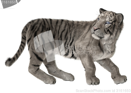 Image of White Tiger