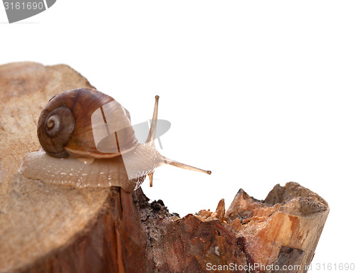 Image of Little snail on pine-tree stump. Isolated on white background