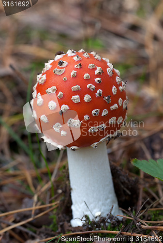 Image of Red amanita muscaria mushroom
