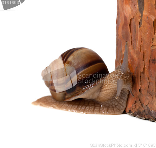 Image of Snail and pine tree