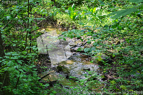 Image of water in forest