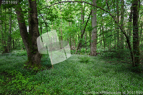 Image of Flower in the forest