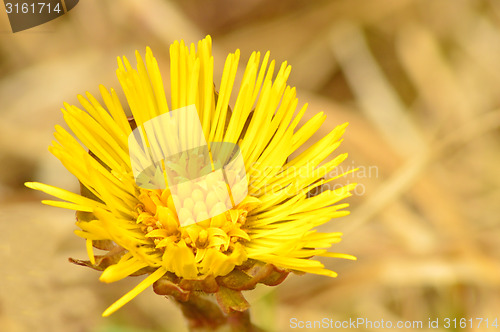 Image of Coltsfoot, Tussilago farfara