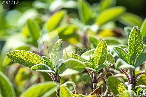 Image of sage, Salvia officinalis